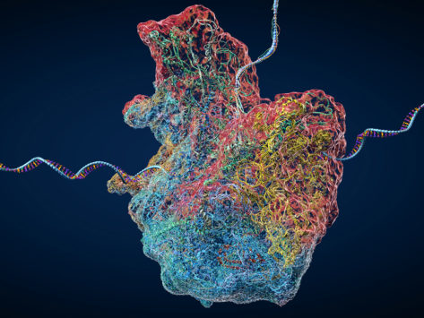 Ribosome as part of an biological cell constructing mRNA molecules