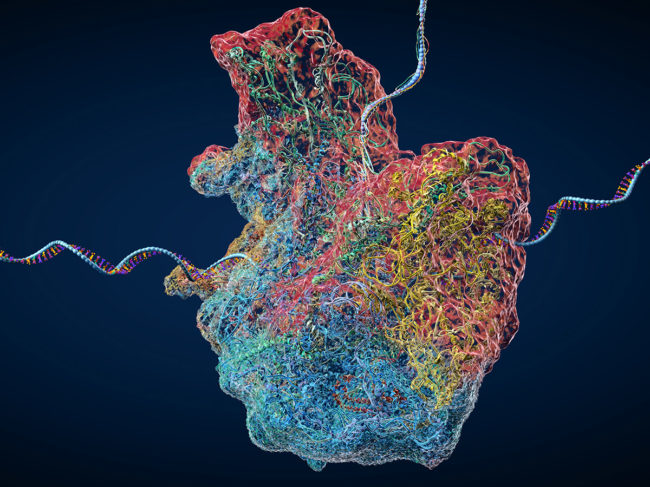 Ribosome as part of an biological cell constructing mRNA molecules
