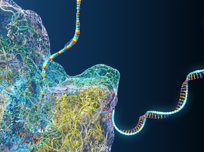 3D illustration of a ribosome constructing messenger RNA molecules