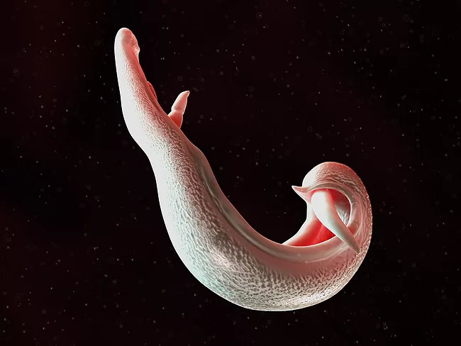 3D illustration of a schistosoma parasite