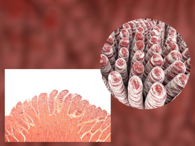 Light micrograph and 3D illustration of small intestine villi