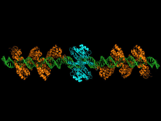 TALEN binding to target DNA