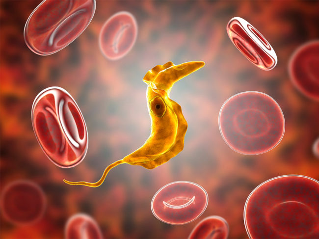 Illustration of Trypanosoma cruzi parasite in the bloodstream