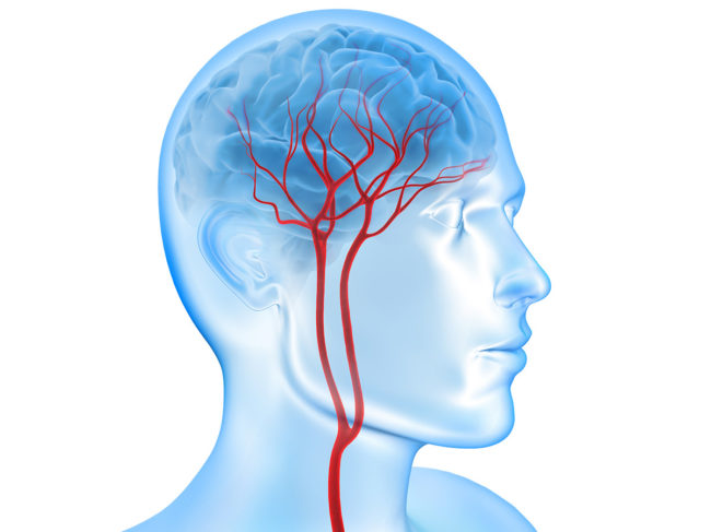 Illustration of blood supply in the brain