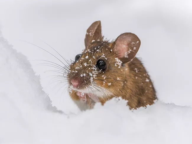 Wood mouse in the snow
