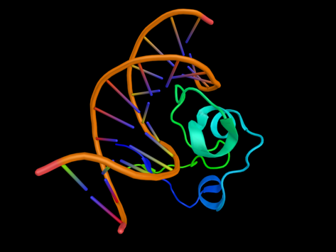 3D rendering of a zinc finger protein