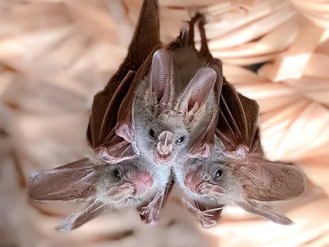 Heart-nosed bats (Cardioderma cor) hanging from the rafters