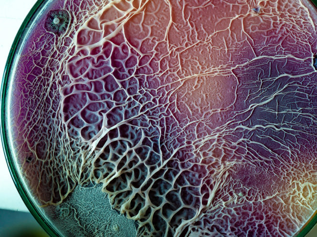Biofilm growing on a petri dish