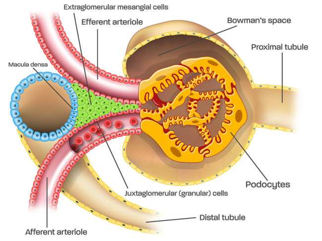 Kidney nephron illustration with parts labeled, including podocytes and juxtaglomerular cells
