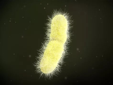 Klebsiella pneumoniae bacteria yellow