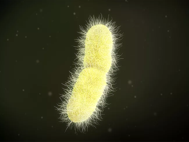 3D illustration of a Klebsiella pneumoniae bacteria