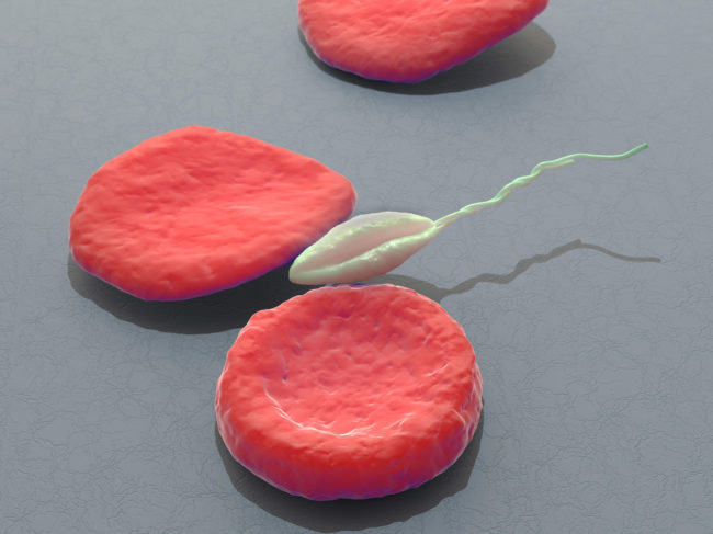 3D illustration of leishmania parasite