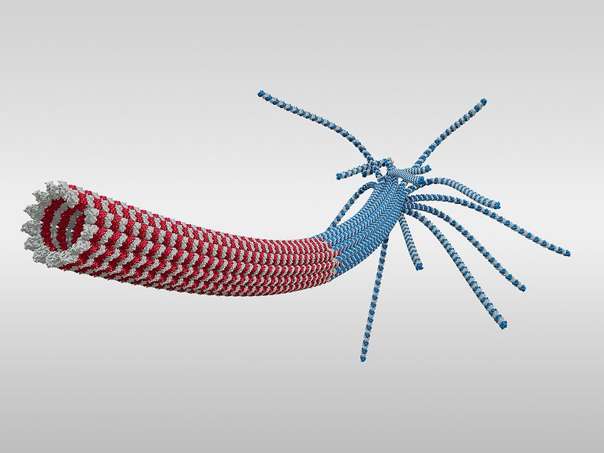CHNQD-01522 microtubule destabilizer demonstrates efficacy in HCC models