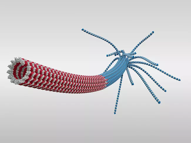 3D rendering of microtubule: Minus-end, GDP-lattice and GTP-cap at plus-end