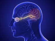 Illustration of the optic nerve connecting eye to brain