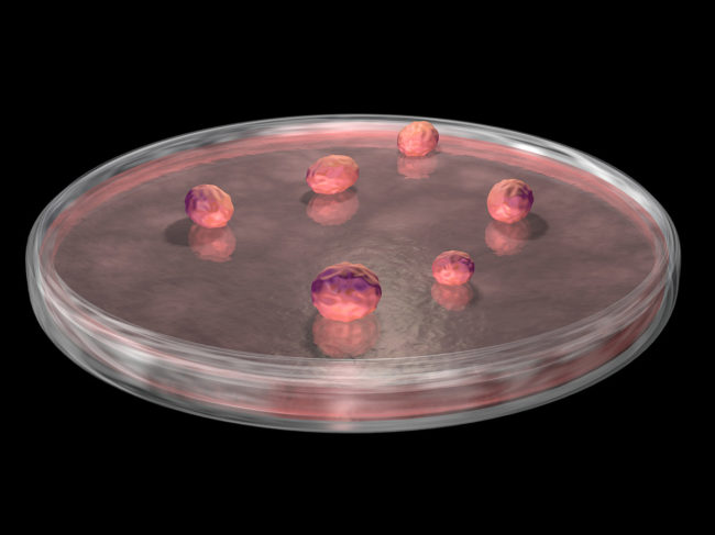 3D illustration of organoid models in a petri dish