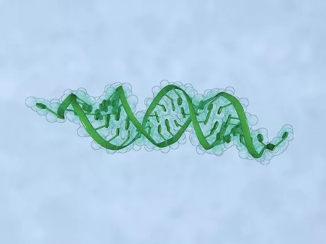 Illustration of siRNA structure