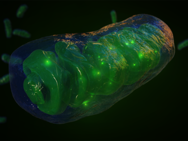 3D illustration of mitochondria.
