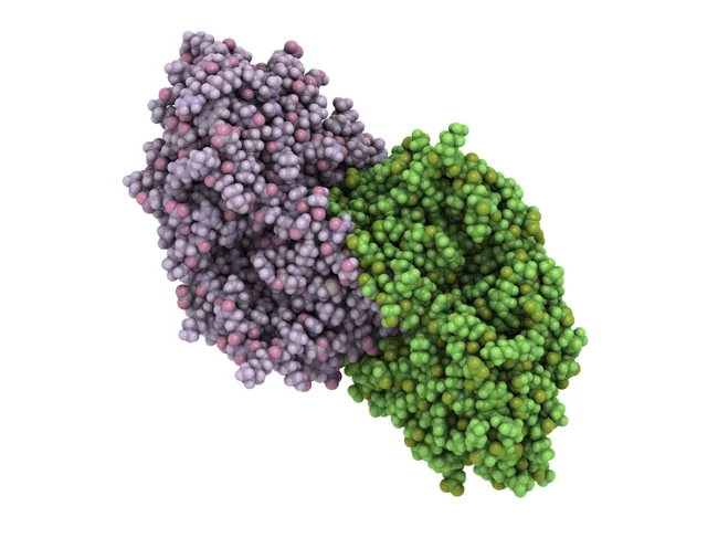3D rendering of alcohol dehydrogenase
