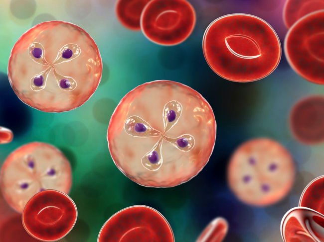 Babesia parasites inside red blood cell, the causative agent of babesiosis.