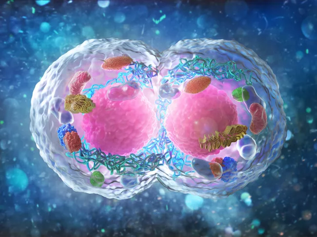 Illustration of cell dividing