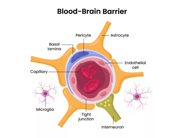 Illustration showing cross section of blood-brain barrier capillary