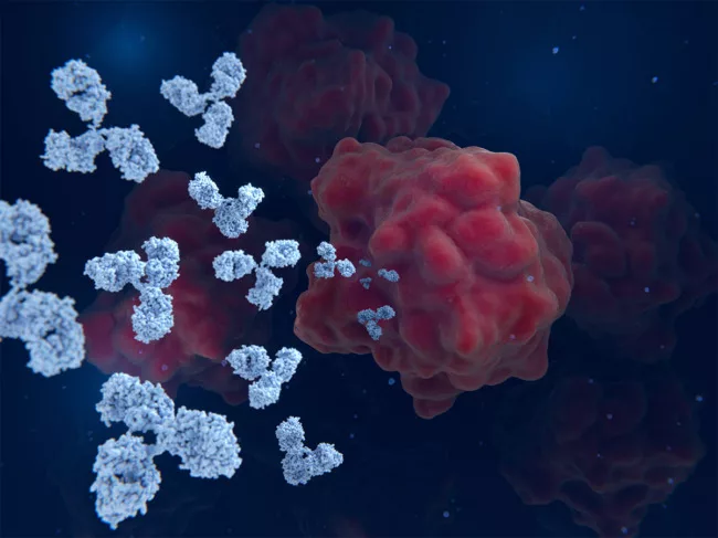 Illustration of antibodies targeting cancer cell 