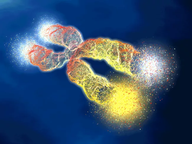 Chromosome with shortened telomeres