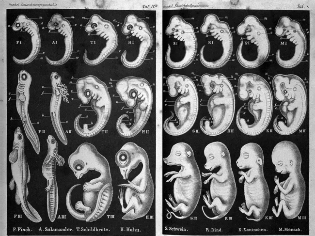 Ernst Haeckel's 1874 drawings of embryonic development. 
