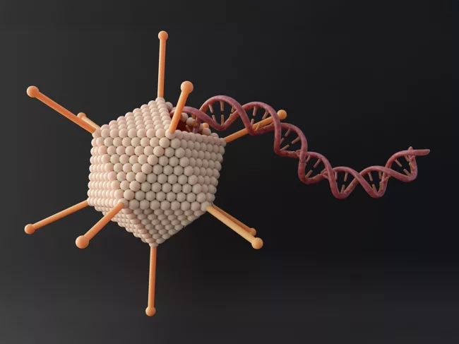 3D rendering of adeno-associated viral vector