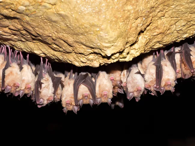 Greater horseshoe bats hanging in cave