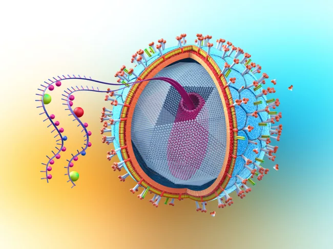 Cross section of an HIV virus particle