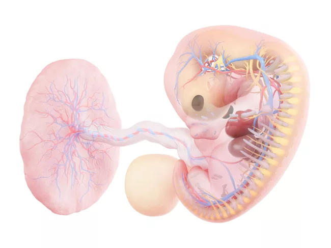 Illustration of anatomy of a human embryo at 7 weeks
