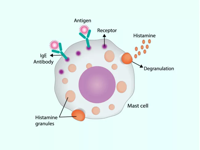Illustration of mast cell demonstrating allergy response