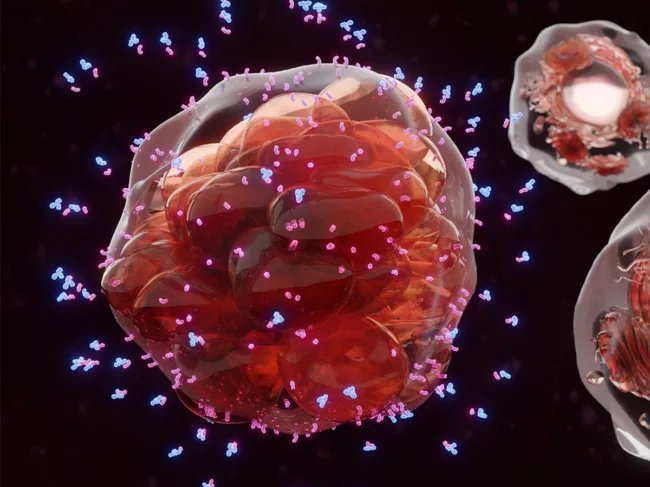 Antibodies surrounding cancer cell