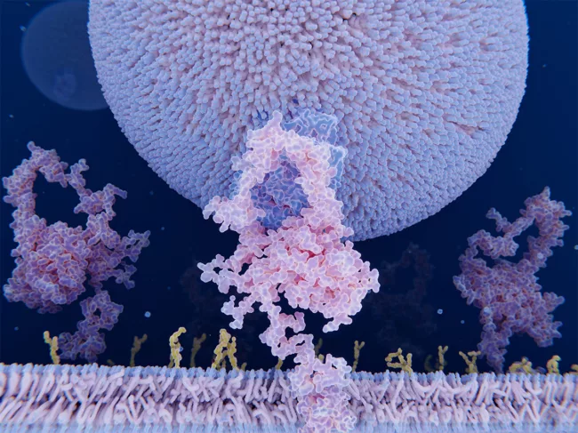 LDL particle binding to the LDL receptor