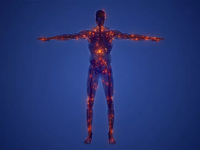 Illustration of human anatomy showing lymphatic system