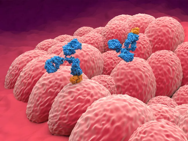 Art concept for monoclonal antibody cancer treatment