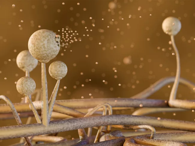 3D rendering Mucor releasing spores