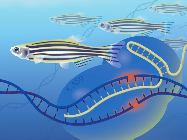 Illustration of zebrafish, gene editing.