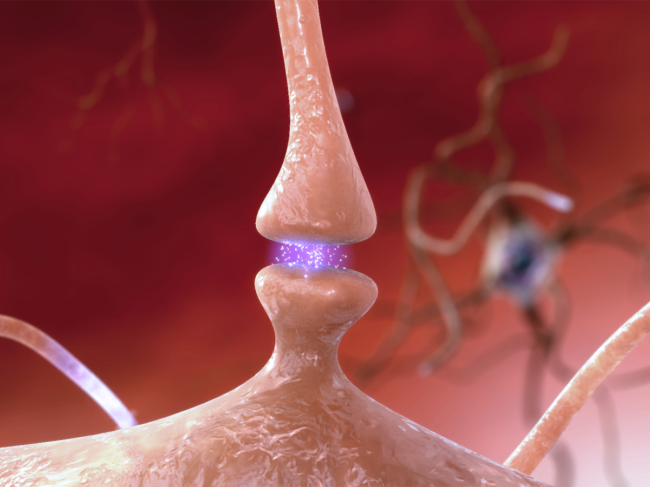 Illustration of neuron, synapse.