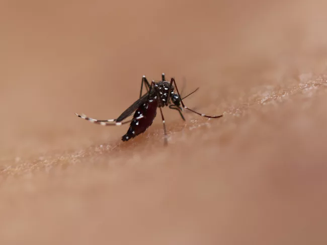 Closeup of Aedes mosquito on skin. 