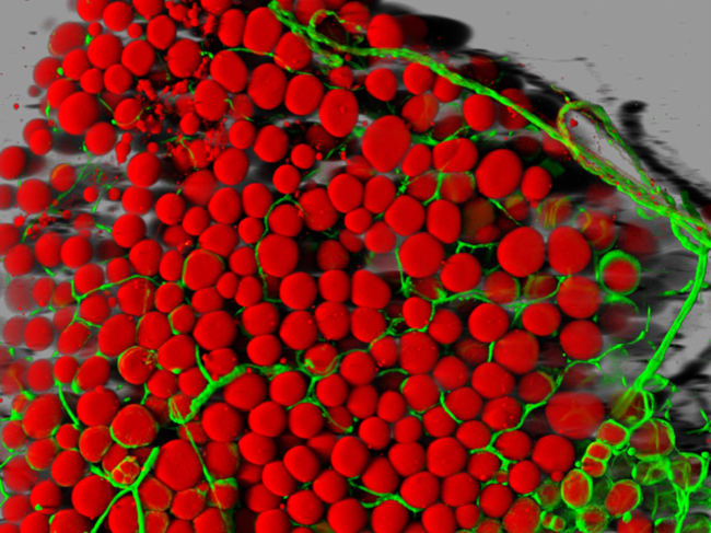 Mouse's fat cells, blood vessels.