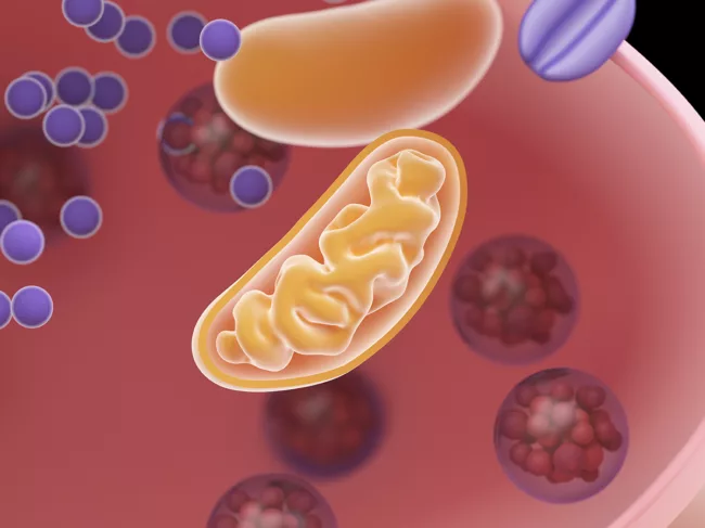 3D rendered illustration of a synapse cross-section