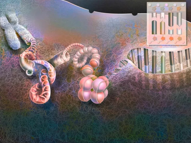 Illustration of chromosome unraveling down to the DNA