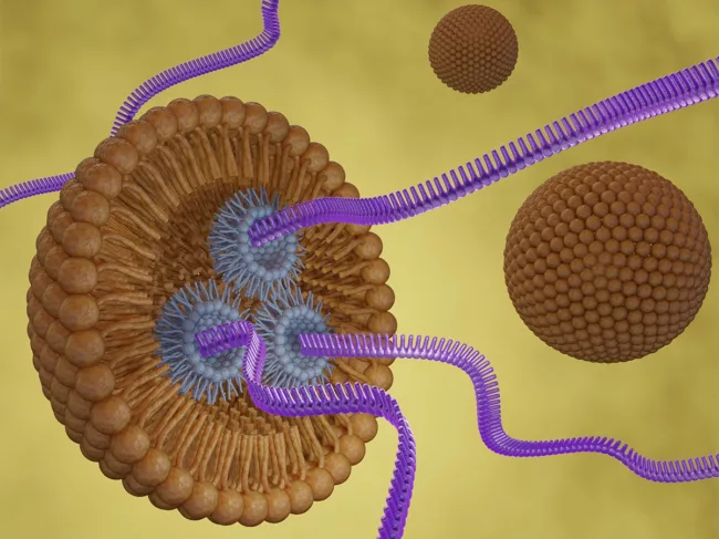 Illustration of RNA strands being delivered by nanoparticles