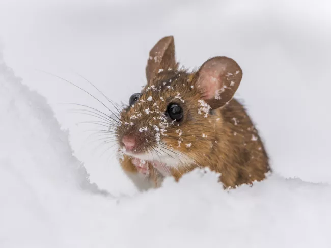 Wood mouse in the snow