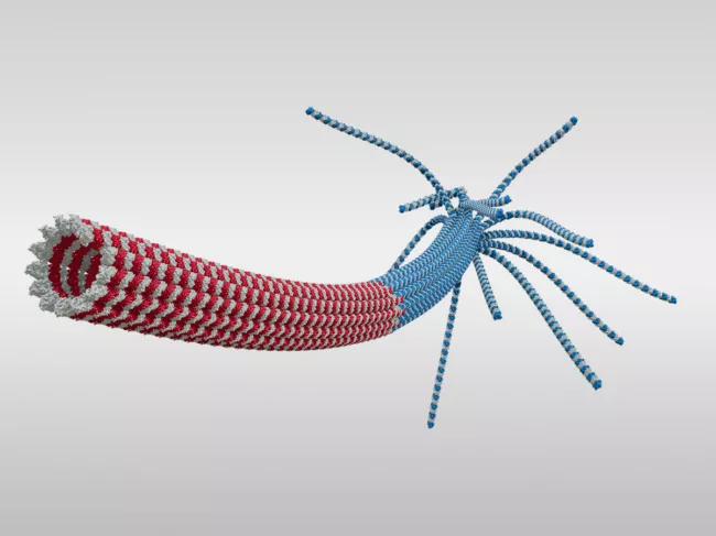 3D rendering of microtubule: Minus-end, GDP-lattice and GTP-cap at plus-end