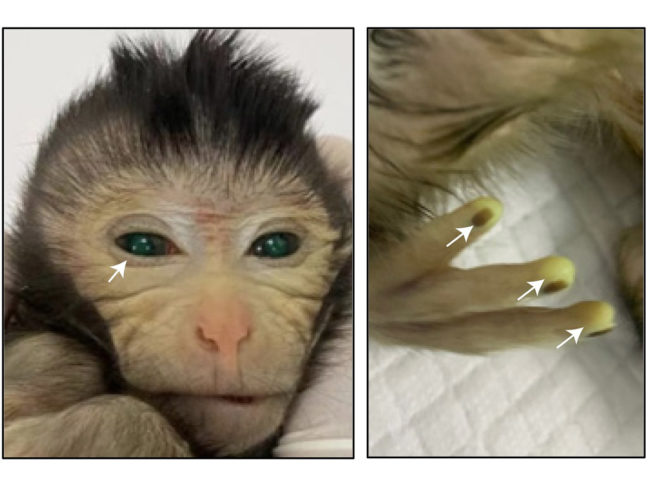 Images showing the green fluorescence signals in different body parts of the live-birth chimeric monkey.