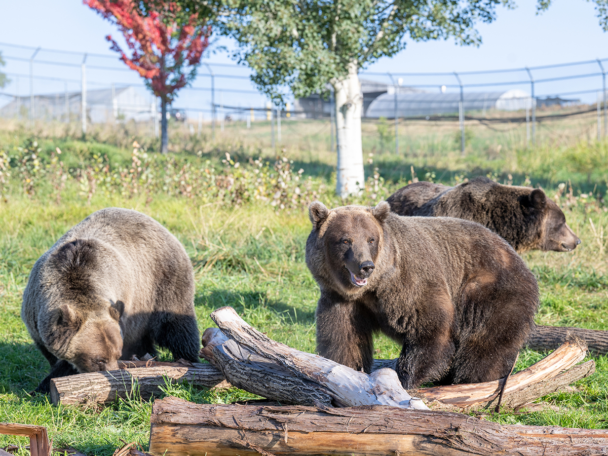 Bears at the WSU Bear Center.